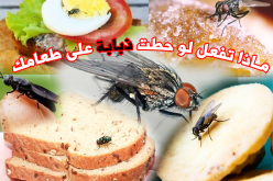 ماذا تفعل لو حطت ذبابة على طعامك