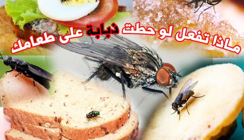 ماذا تفعل لو حطت ذبابة على طعامك