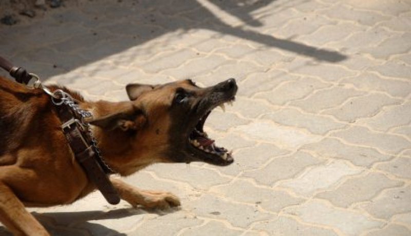 كلبة كثيرة النباح… هي امرأة ثرثارة