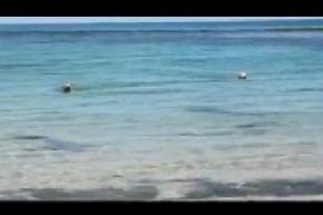 فيديو كلب يهاجم قرش شاهده أكثر من 27 مليون شخصا