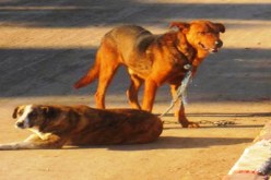 العثور على رؤوس وأرجل كلاب في‮ ‬ضاية بن ضحوة بغرداية