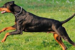 “كلب” يتسبب في حريق كبير