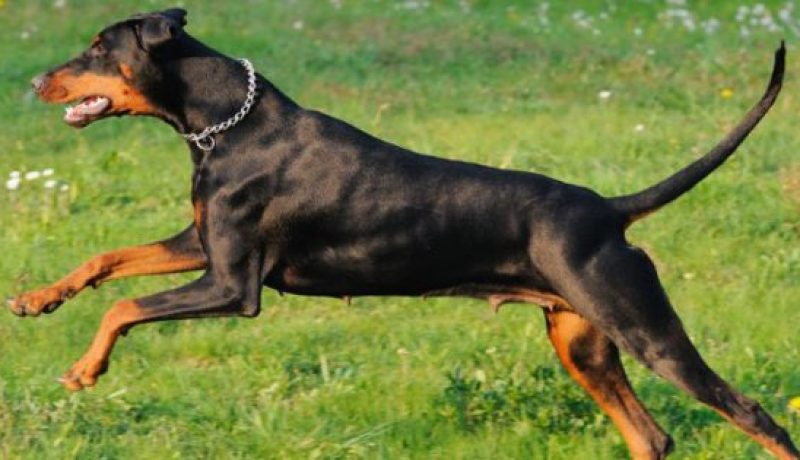 “كلب” يتسبب في حريق كبير