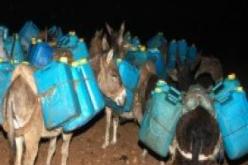 توقيف 11 حمار محمل ب 3170 صفيحة زيت المائدة بالشريط الحدودي بتلمسان