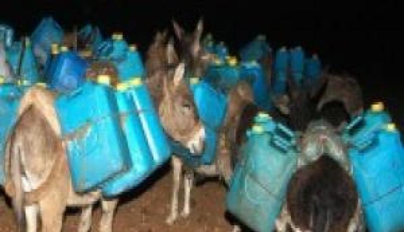توقيف 11 حمار محمل ب 3170 صفيحة زيت المائدة بالشريط الحدودي بتلمسان