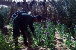 الدرك يوقف بن لادن في مزرعة لـ الكيف في برج بوعريريج