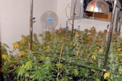 مغني أعراس يزرع شجيرات القنب الهندي بغابة للمتاجرة فيها في ذراع الميزان