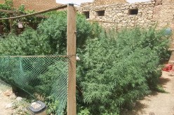 تـوقيف شابين يزرعان الـقـنب الهندي وحجز شجيرات منه في ميلة
