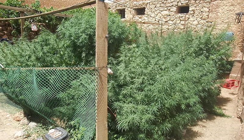 تـوقيف شابين يزرعان الـقـنب الهندي وحجز شجيرات منه في ميلة