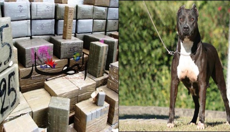 عصابة مخدرات تستعمل‮ ''‬الكيتور‮'' ‬وكلاب‮ ''‬البيتبول‮'' ‬لمنع رجال الشرطة من توقيفهم