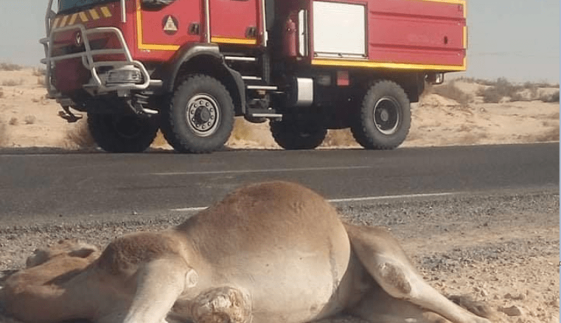 وفاة شيخ في إصطدام سيارة بناقة في الوادي