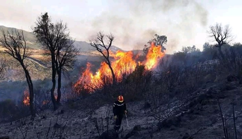إندلاع حريق مهول بغابة بني حارث ببلدية تلعصة في الشلف