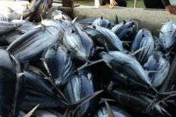  إنطلاق حملة صيد التونة الحمراء لسنة 2019  بمشاركة 22 باخرة  