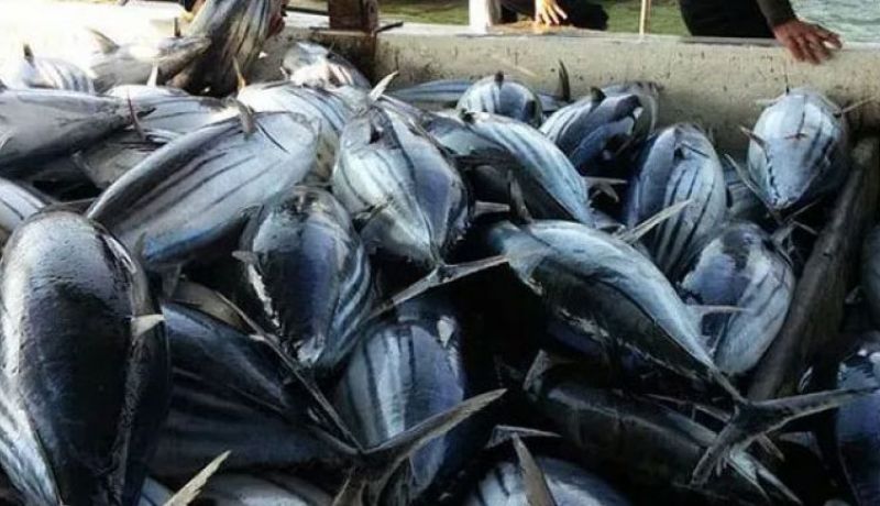  إنطلاق حملة صيد التونة الحمراء لسنة 2019  بمشاركة 22 باخرة  