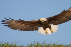 نسور اسرائيل تتجسس على السودان