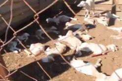 سيدي بلعباس: الكلاب الضالة تقضي على 30 خروف بمزرعة أحد الموالين