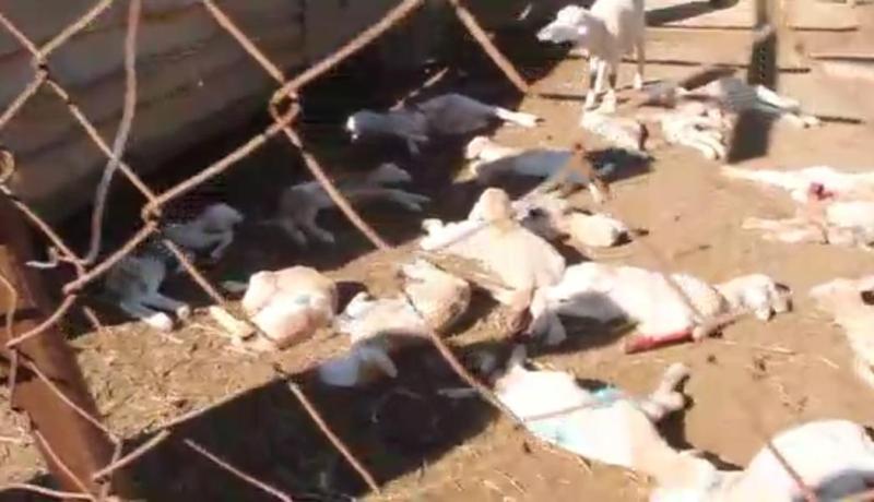 سيدي بلعباس: الكلاب الضالة تقضي على 30 خروف بمزرعة أحد الموالين