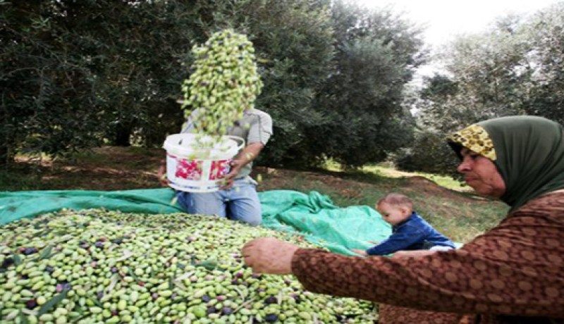 جني أزيد من 12 ألف قنطار من الزيتون بتيسمسيلت