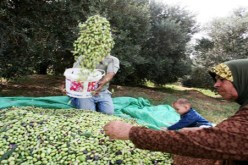 جني أزيد من 12 ألف قنطار من الزيتون بتيسمسيلت