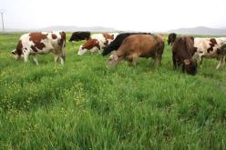 تمويل حوالي 30 مشروعا لتربية الأبقار الحلوب بسوق أهراس