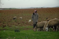 أصحاب النفوذ يمارسون ضغوطات سياسية على صندوق التعاون الفلاحي