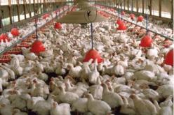 تمديد الإعفاء من الرسم على تربية الدواجن إلى سنة 2014