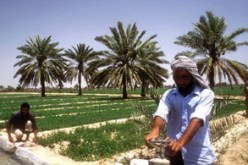 فلاحو وادي سوف يدقون ناقوس الخطر: الجرذان تغزو المزارع وبساتين النخيل