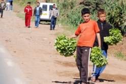 بدر الدين، جمال، حسين، أطفال في سن الزهور يستغلون في “الأعمال الشاقة”:نعمل في البناء، حمل السلع، حراسة السيارات، المهم هو توفير قوت أسرنا