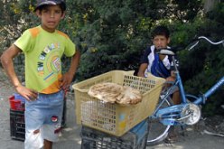 أطفال أخذوا على عاتقهم توفير مصروف أسرهم بسبب الحاجة …عائلات تقتات من شراب الفواكه، التوت وأخرى من صفحات الجرائد  سمية بادك