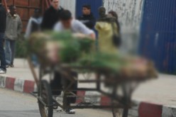 رغم أنها متعبة ولا تدر عليهم إلا بالقليل…شباب يتحدون البطالة بمهن متواضعة ولا يخجلون من جر عربات “الكرموس” وعصير البرتقال