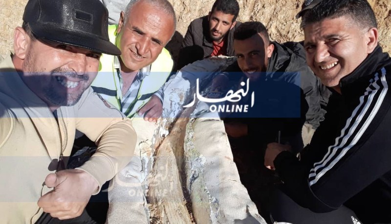 اكتشاف بقايا عظمية لفيل “الأنانكيس” تعود لملايين السنين ما قبل التاريخ بسطيف
