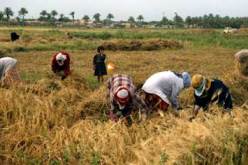 جمع أكثر من 7.120 قنطار من الحبوب منذ انطلاق حملة الحصاد والدرس