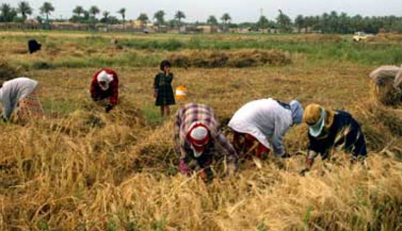 جمع أكثر من 7.120 قنطار من الحبوب منذ انطلاق حملة الحصاد والدرس