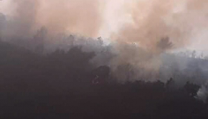 الشلف: إندلاع حريق مهول بغابة سيدي علي بوادي قوسين