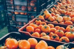 انفجار أنبوب غاز بمصنع الطماطم برقان في أدرار