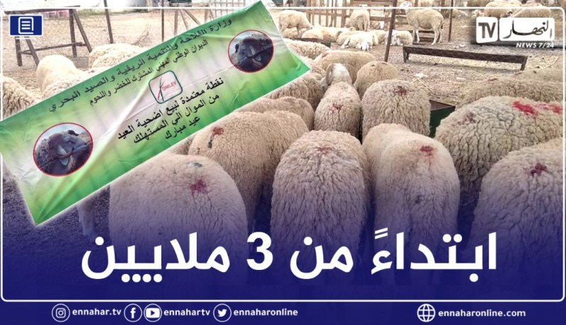 وزارة الفلاحة تفتتح نقطة بيع الأضاحي بالعاصمة