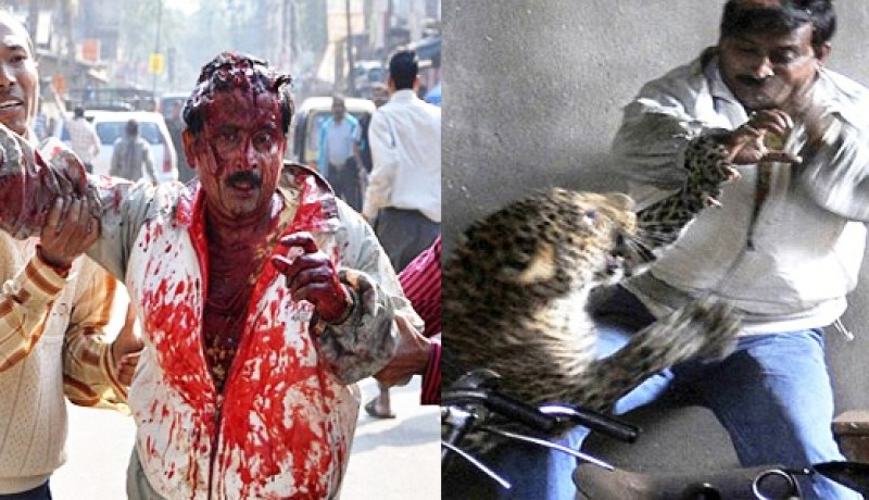 ''‬فهد‮'' ‬جائع‮ ‬يهاجم ‮4 ‬مواطنين في‮ ‬الهند
