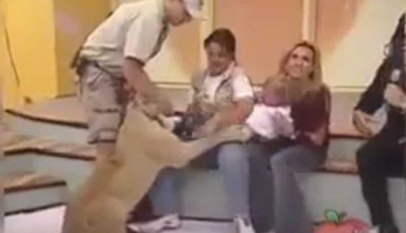 فهد يلتهم طفلة على المباشر خلال برنامج تلفزيوني