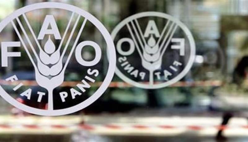 تقرير دولي يحذر من استمرار أزمة ارتفاع أسعار الغذاء