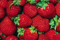 فيما انفردت سكيكدة بالفراولة ومليانة بالكرز:الرمان، الزعرور، التين… فواكه تميز البويرة مهددة بالزوال