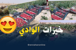 الوادي.. نجاح الفراولة الصحراوية  بين وفرة الإنتاج وصعوبة التسويق والتخزين