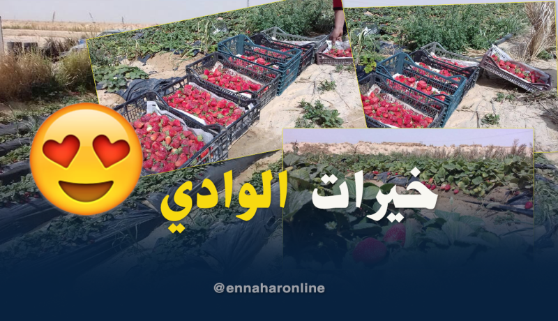 الوادي.. نجاح الفراولة الصحراوية بين وفرة الإنتاج وصعوبة التسويق والتخزين