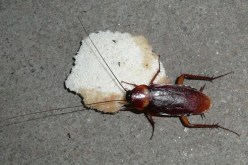 جزائريون يأكلون “الفريت بالقرلو” و”المايوناز بالذباب”