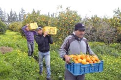 نحو إنتاج ما يفوق 900 ألف قنطار من الحوامض بمعسكر