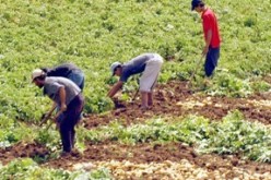 الحكومة:بزناسية على قائمة الفلاحين المعنيين بمسح الديون