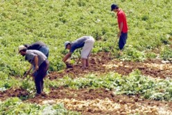 وزارة الفلاحة تؤكد انخفاض أسعار البطاطا خلال الأسبوعين المقبلين