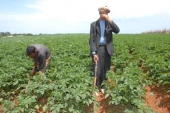 ارتفاع أسعار الجرارت إلى 200 مليون والحصادات إلى 600 مليون