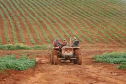 400 الف هكتار  لإنشاء مستثمرات فلاحية جديدة عبر التراب الوطني