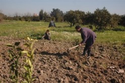 غياب التنسيق سيفشل قرار مسح الديون