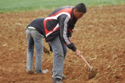 التفاصيل الكاملة للإعانات الموجهة للفلاحين